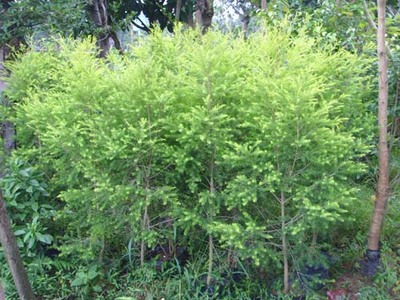 黑木相思